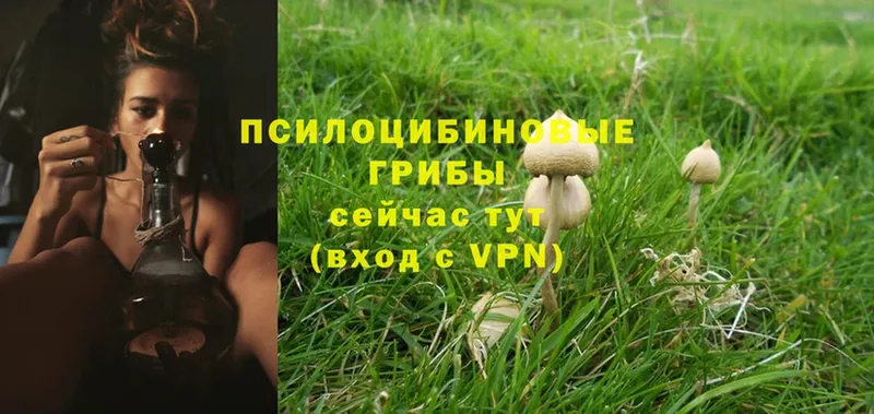 наркота  Дальнереченск  Галлюциногенные грибы Magic Shrooms 